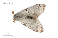 藏品(織結麗毒蛾)的圖片